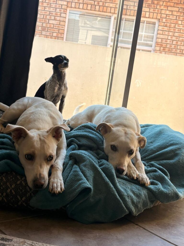 Adopt Lyla & Shay: Husky-Labrador Sisters Looking for Home in Centurion
