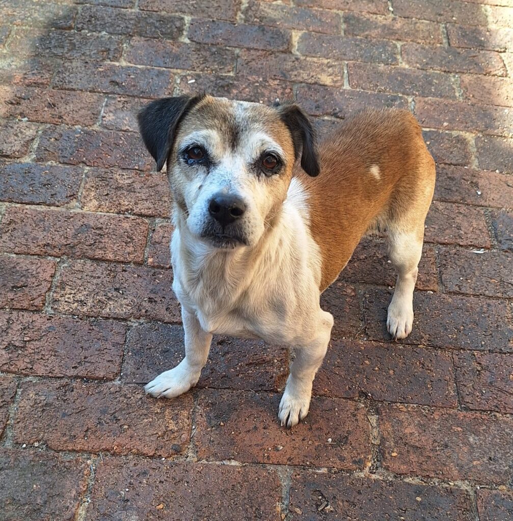 DESPERATE AND DEPRESSED GABBY NEEDS TO BE ADOPTED NOW IN KEMPTON PARK