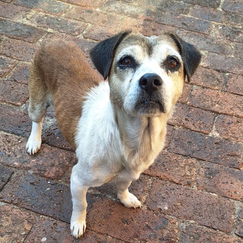 SAD GABBY JACK RUSSEL MIX PEKENISE IS DESPERATELY WAITING TO BE ADOPTED