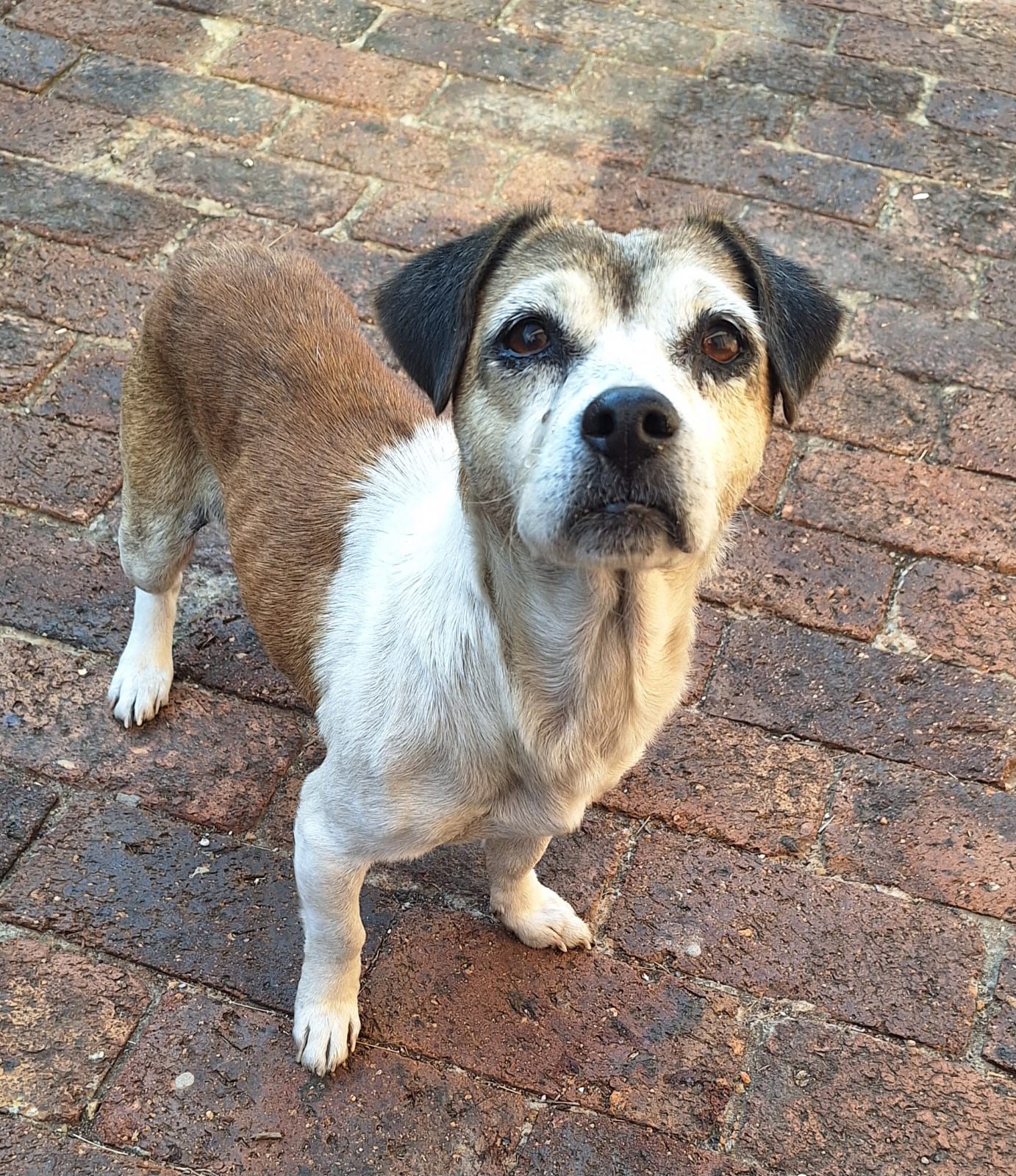 #349 – Adopt Gabby, 8-Year-Old Jack Russell–Pekingese Mix, Gauteng 11 #349 – Adopt Gabby, 8-Year-Old Jack Russell–Pekingese Mix, Gauteng