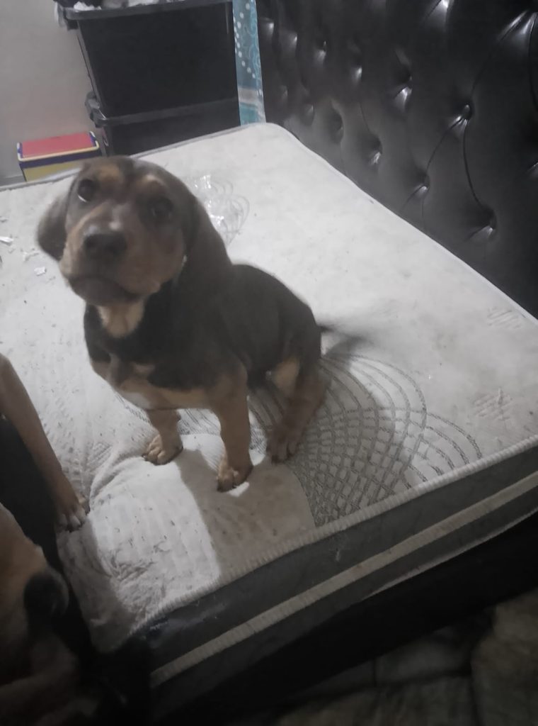mixed breed puppy available in glen marias 