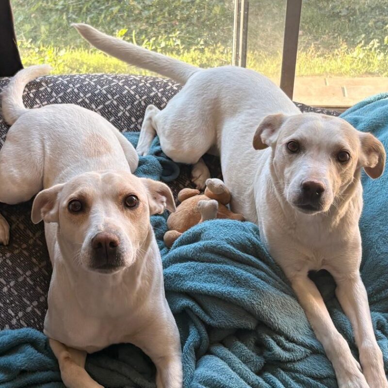 lyla-shay-husky-labrador-sisters-adoption-centurion