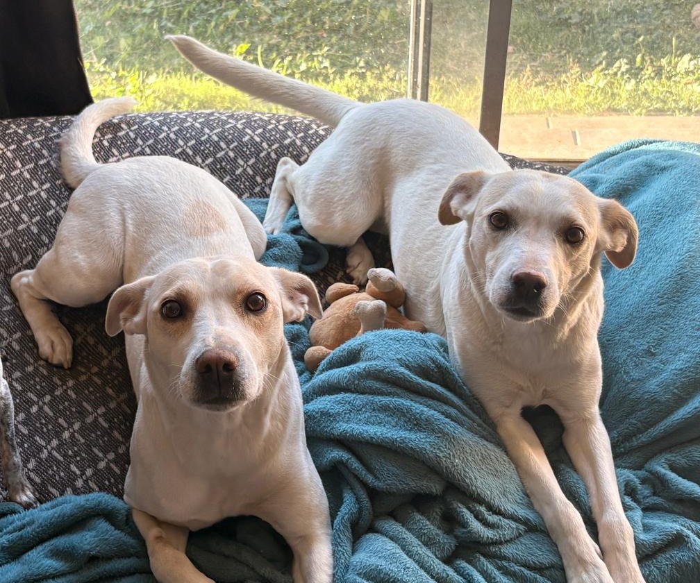 #367 - Adopt - Lyla & Shay, 4-year-old Labrador x Husky mix sisters in Centurion, Gauteng 1 #367 – Adopt – Lyla & Shay, 4-year-old Labrador x Husky mix sisters in Centurion, Gauteng
