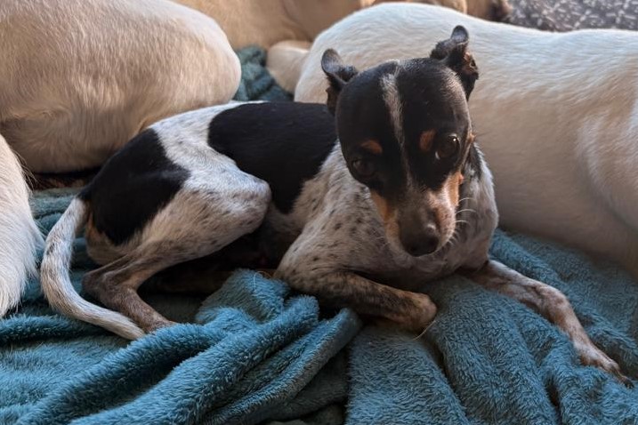 Odin the Doberman teacup Urgent rehoming in Centurion, Gauteng