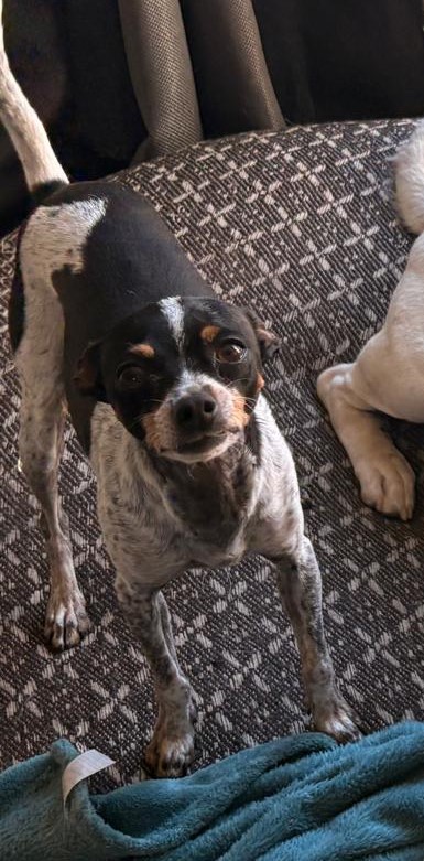 Teacup Miniature Doberman available for adoption in Centurion, Gauteng
