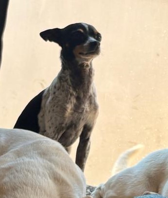 Odin Miniature Teacup Doberman available for adoption in Gauteng