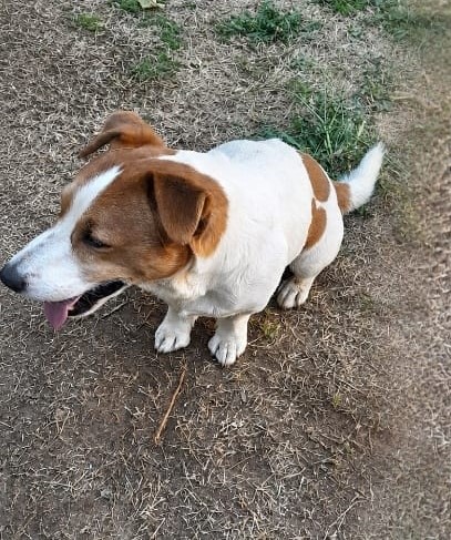 #356 - Adopt - Spotty, 7/8 yr-old, Jack Russell in Meyerton, Gauteng 5 #356 – Adopt – Spotty, 7/8 yr-old, Jack Russell in Meyerton, Gauteng