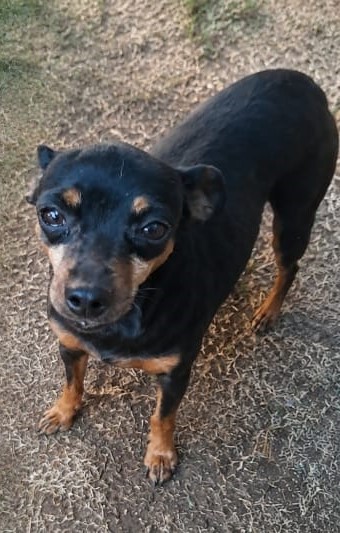 #360 – Adopt – Zoey – Miniature Pinscher, 7/8 yr-old, Meyerton, Gauteng