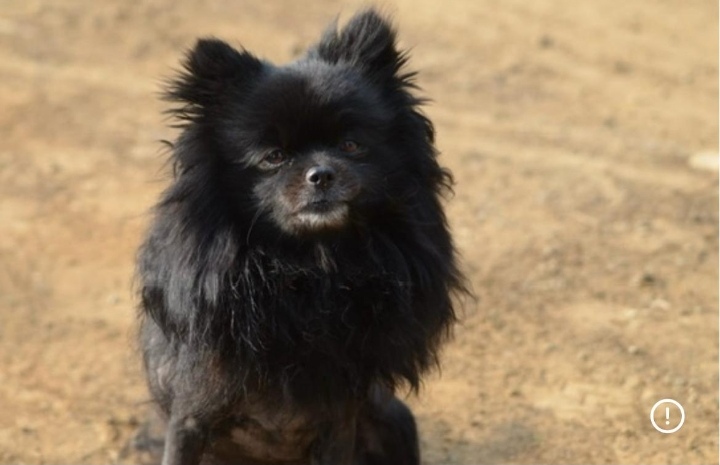 #370 - Already Adopt Coco, 8yr old – Pomeranian in North West 1 Coco, female Pomeranian urgently available for adoption through Little Doggy Rescue