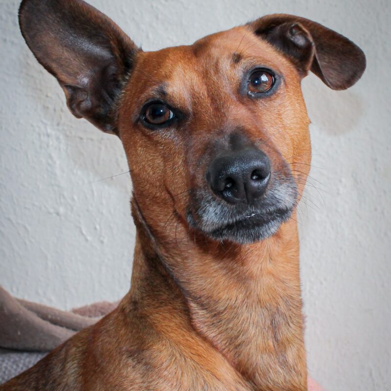 Sweet small brown Mini Dachshund Snoopy looking up at the camera