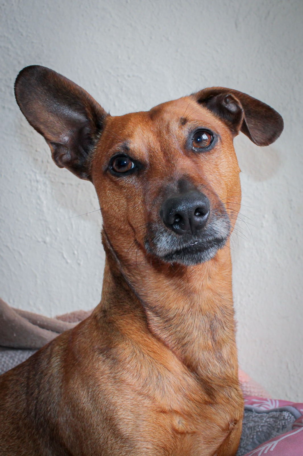 #353 – Adopt – Snoopy, Mini Dachshund, Strand, Cape Town