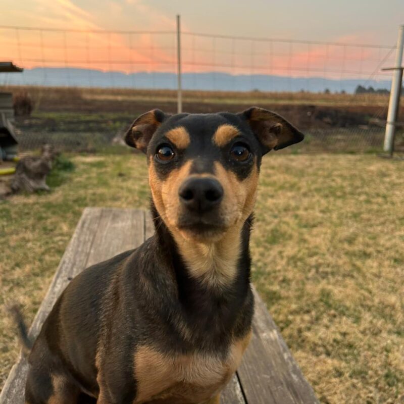 Lente, 8-year-old female Doberman Pinscher mix for adoption in Skeerpoort near Hartbeespoort, North West