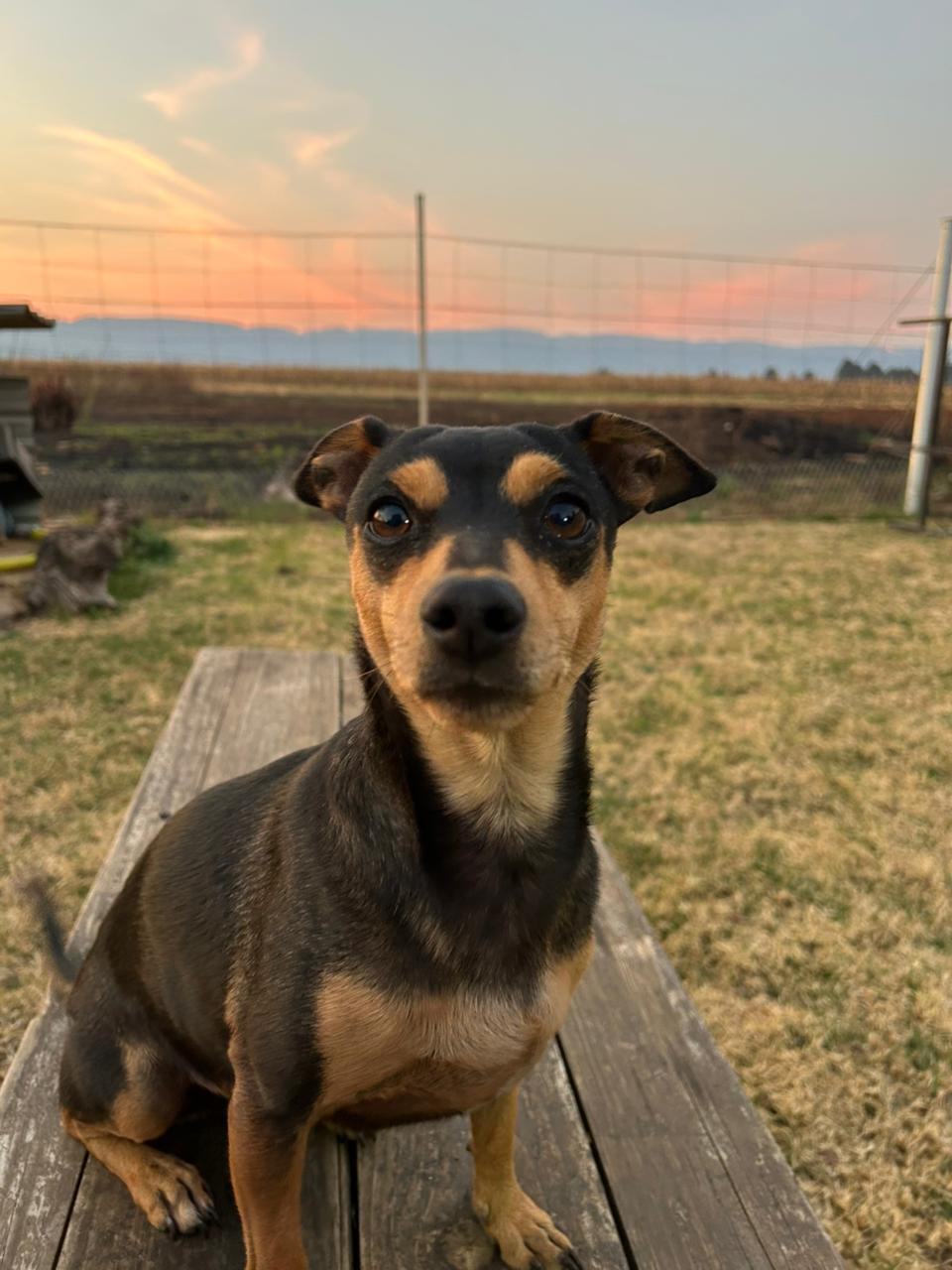 #369 - Adopt - Lente -Doberman Pinscher Mix in North West 1 #369 – Adopt – Lente -Doberman Pinscher Mix in North West
