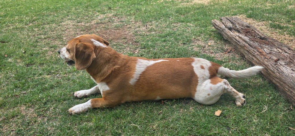 #370 - Adopt - Hulk, 9-Year-Old Beagle Cross Jack Russell, Centurion Gauteng 3 Adopt a Beagle Cross Jack Russell | Hulk in Gauteng