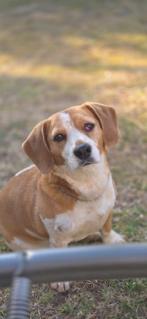 #370 - Adopt - Hulk, 9-Year-Old Beagle Cross Jack Russell, Centurion Gauteng 5 Adopt Hulk, a loving 9-year-old Beagle Cross Jack Russell in Centurion, Gauteng.