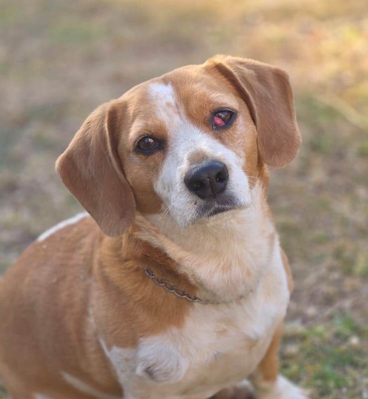 Hulk 9 year old Beagle Jack Russell cross for adoption in Centurion Gauteng