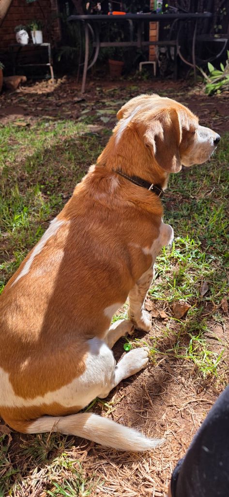 #370 - Adopt - Hulk, 9-Year-Old Beagle Cross Jack Russell, Centurion Gauteng 4 Adopt a Beagle Cross Jack Russell | Hulk in Gauteng