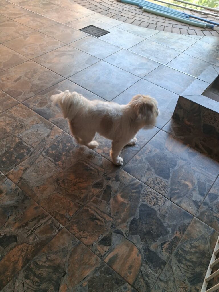 rown-nosed Pekingese Noellie available for adoption in Centurion