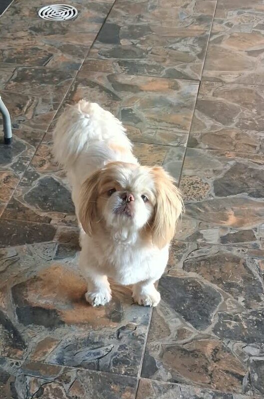 Handsome Noellie Pekingese for adoption through Little Doggy Rescue