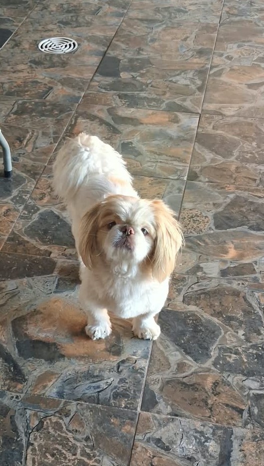 #371 – Adopt Noellie – 6-Year-Old Male Pekingese – Centurion, Gauteng 2 #371 – Adopt Noellie – 6-Year-Old Male Pekingese – Centurion, Gauteng