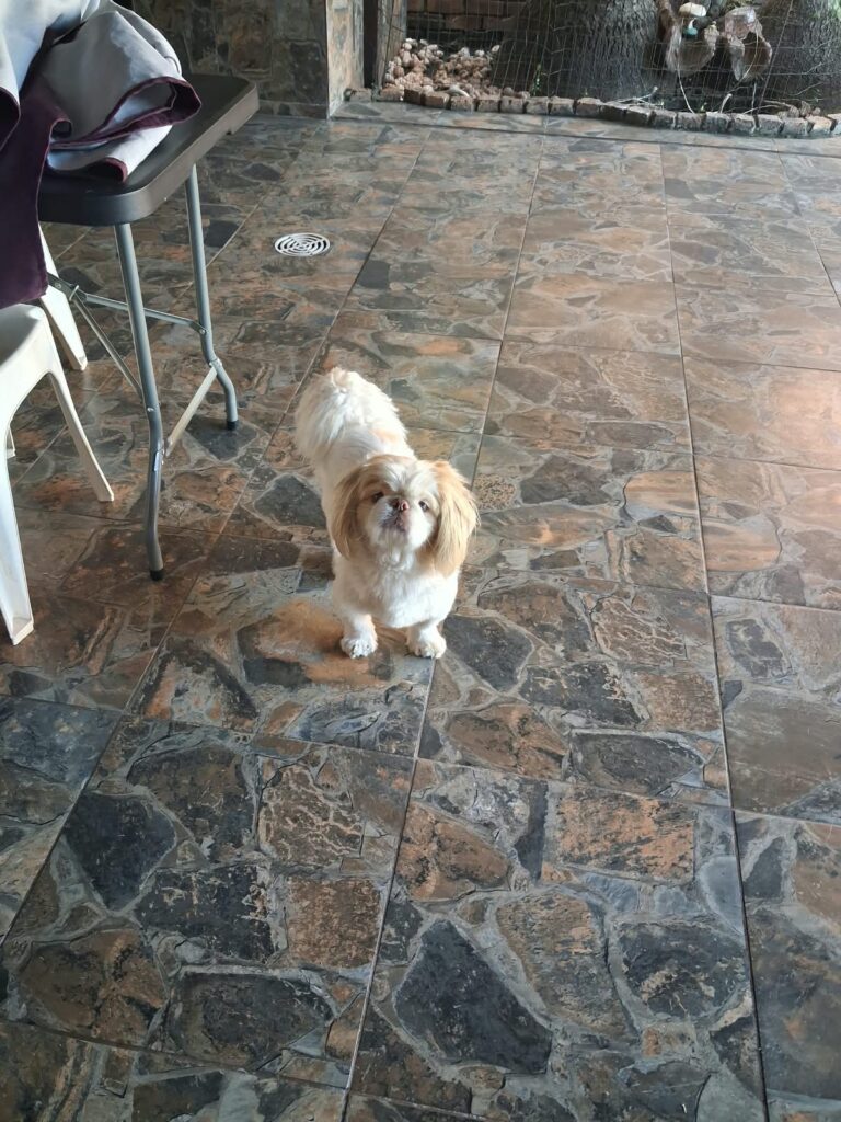 Male Pekingese for adoption in Centurion Gauteng – Noellie