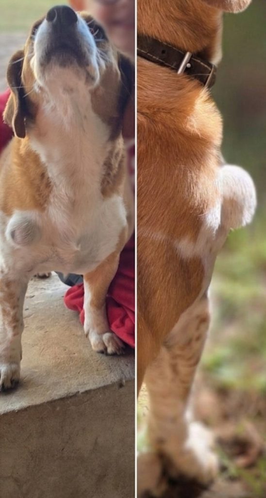 #370 - Adopt - Hulk, 9-Year-Old Beagle Cross Jack Russell, Centurion Gauteng 1 Photo 1: Hulk Beagle Cross Jack Russell showing long-standing skin growth on chest
Photo 2: Side view of Hulk's long-standing chest skin growth