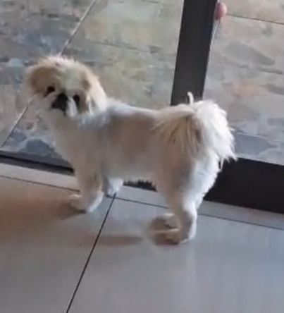#371 – Adopt Scarlett – 5-Year-Old Female Pekingese – Centurion, Gauteng 1 Scarlett Pekingese looking for a loving home in Gauteng