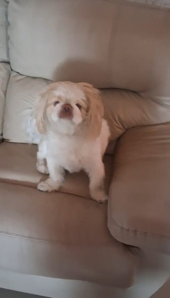 Noellie Pekingese for adoption through Little Doggy Rescue