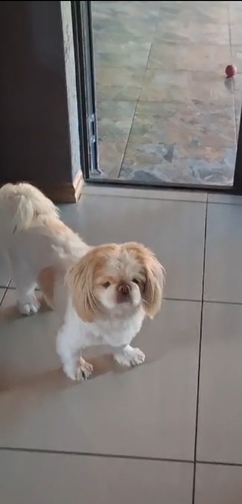 Noellie male Pekingese looking for a loving home in Gauteng