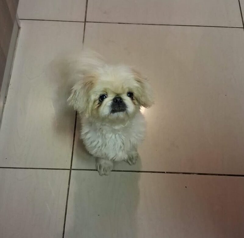 Scarlett 5-year-old female Pekingese for adoption in Centurion Gauteng