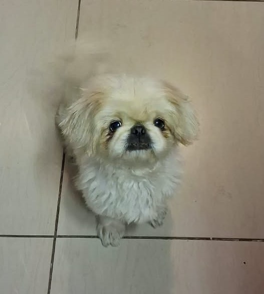#371 – Adopt Scarlett – 5-Year-Old Female Pekingese – Centurion, Gauteng 2 Female Pekingese Scarlett available for adoption in Centurion