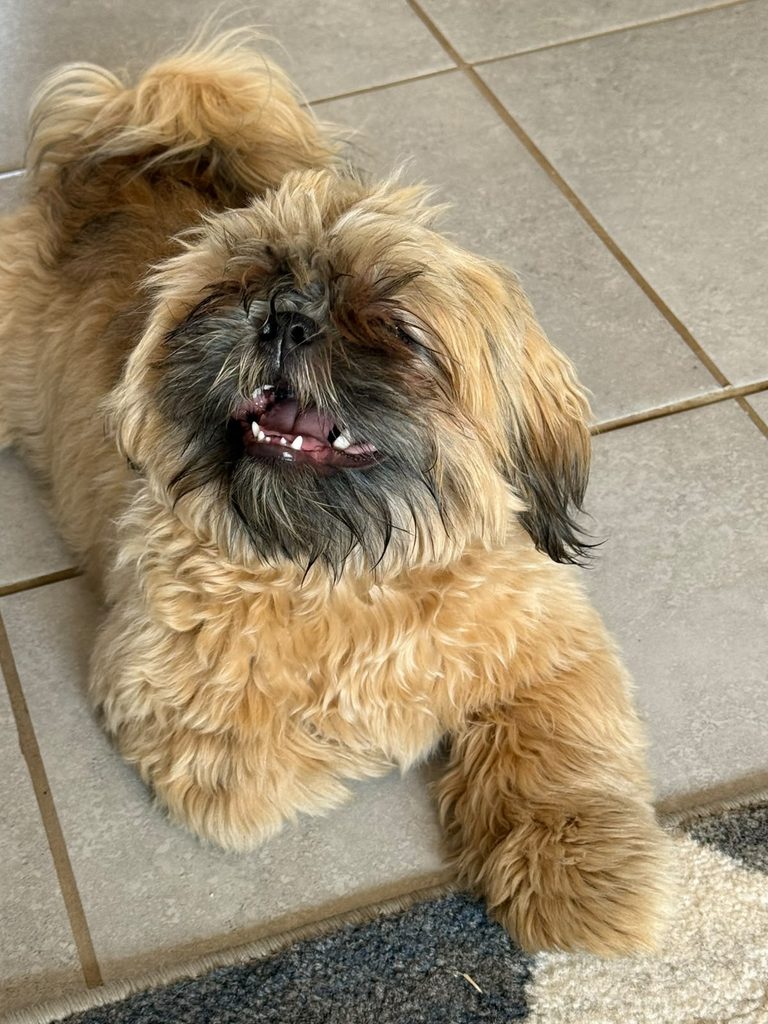 Luna a  10-month-old Shih Tzu for adoption in Pretoria Gauteng