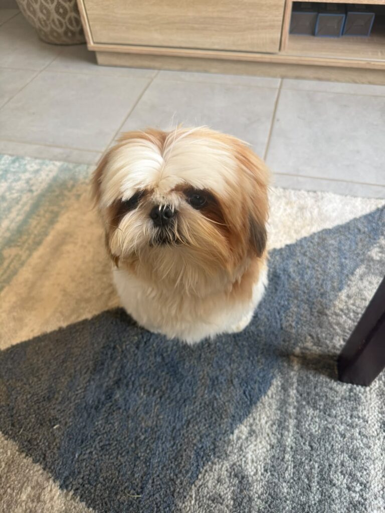 Teddy 10-month-old Shih Tzu for adoption in Pretoria Gauteng