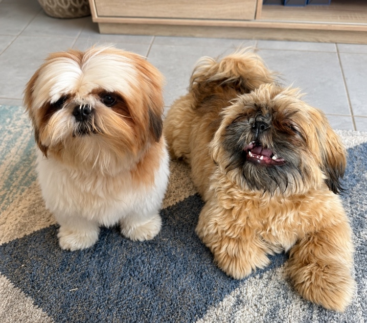#373 – Adopt Luna and Teddy – 10-Month-Old Shih Tzu Pair – Pretoria, Gauteng 1 #373 – Adopt Luna and Teddy – 10-Month-Old Shih Tzu Pair – Pretoria, Gauteng