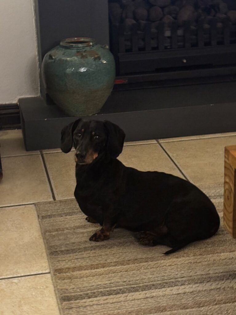 Mashie senior male Dachshund for adoption in Johannesburg Gauteng