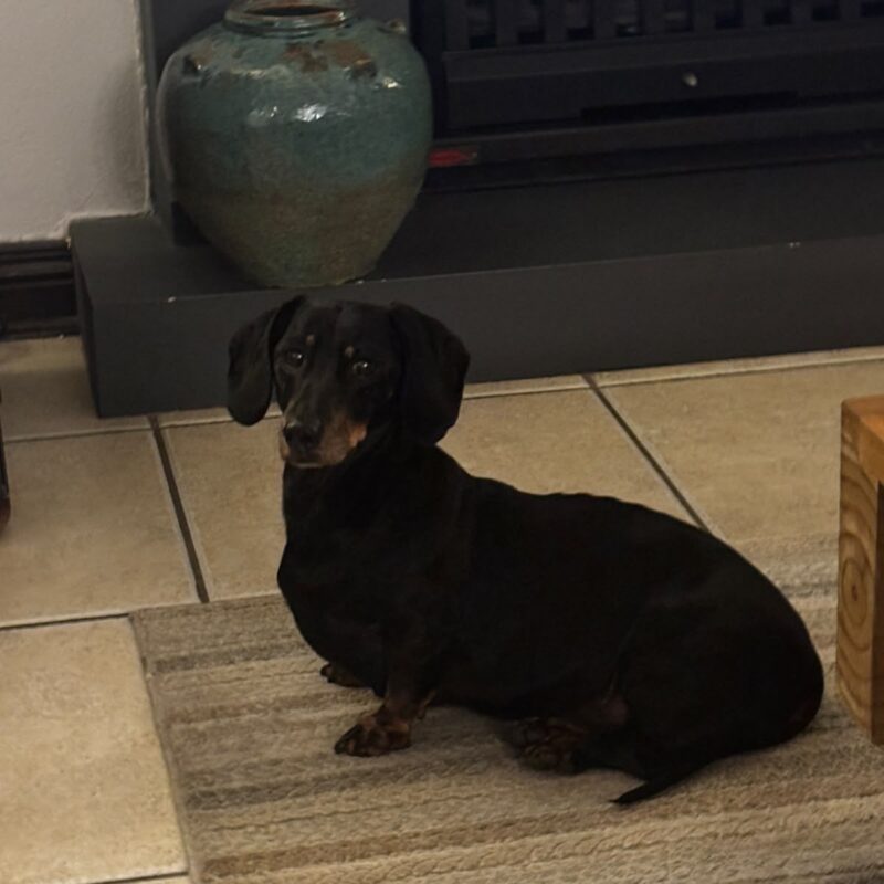 Mashie senior male Dachshund for adoption in Johannesburg Gauteng