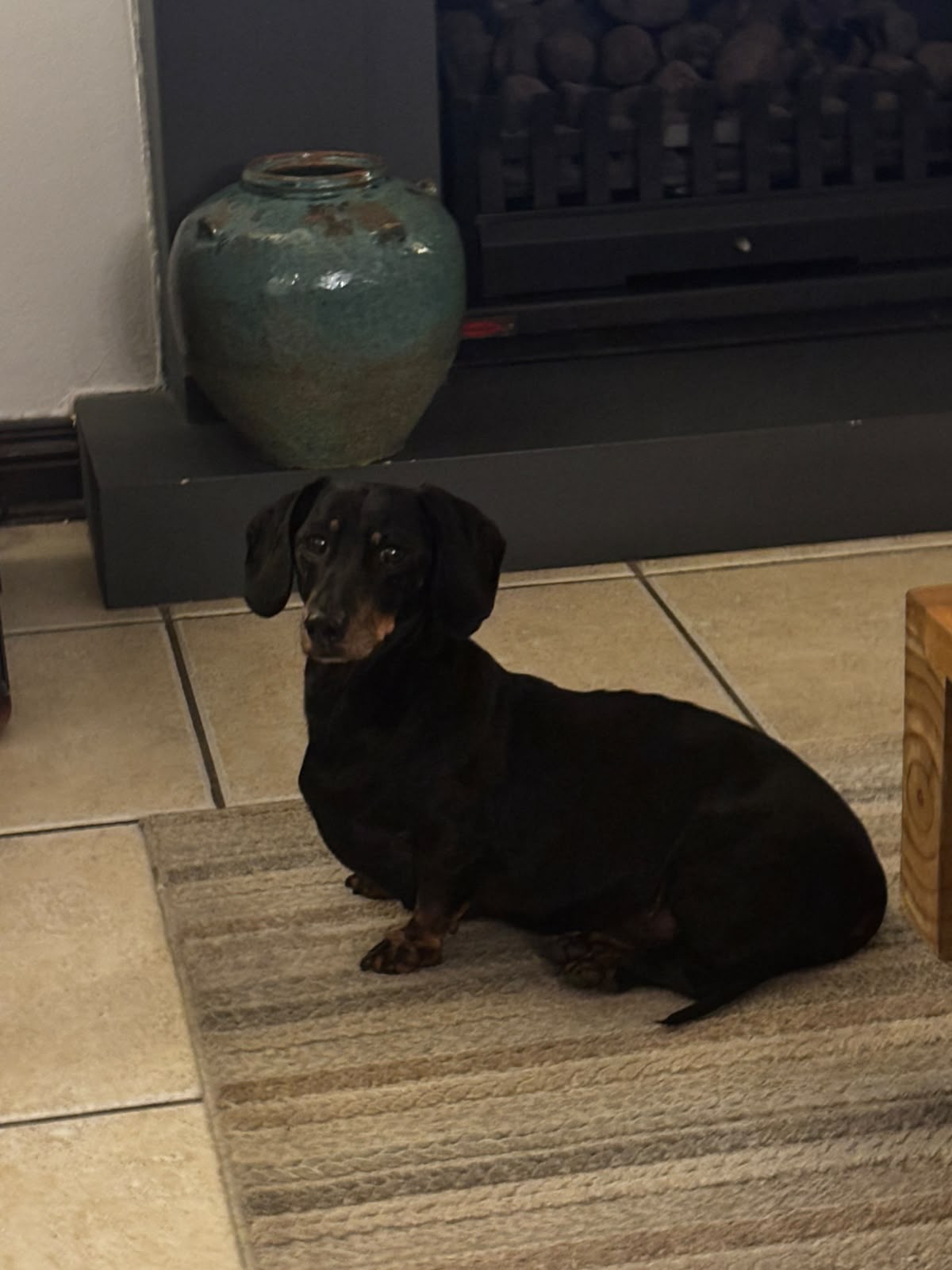 #374 - Adopt - Mashie, a 12-yr-old Male Dachshund, Johannesburg, Gauteng 1 #374 – Adopt – Mashie, a 12-yr-old Male Dachshund, Johannesburg, Gauteng