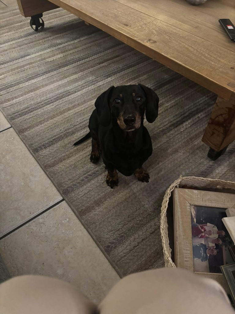 12-year-old Dachshund Mashie looking for a loving home in Gauteng