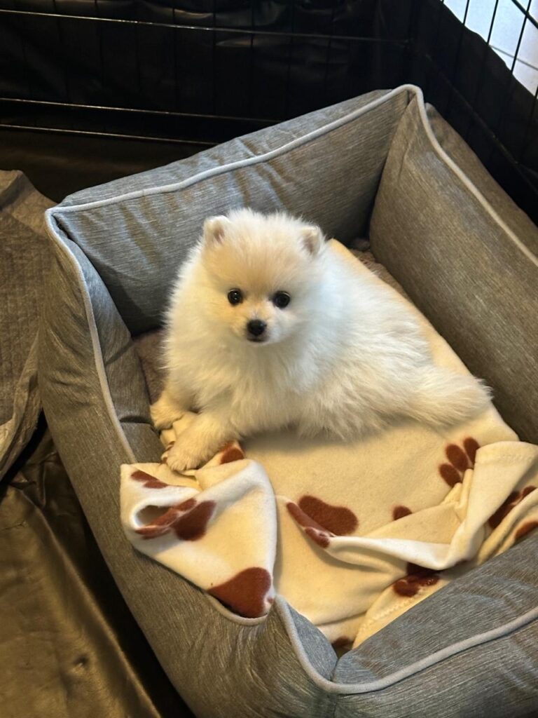 #376 - ALREADY Adopted – Ruby, a 2-Month-Old Female Pomeranian Puppy, Midrand, Gauteng 2 Young Pomeranian puppy looking for a family in Gauteng