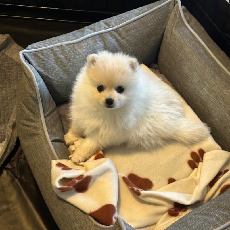 Ruby adorable 2-month-old female Pomeranian in Midrand
