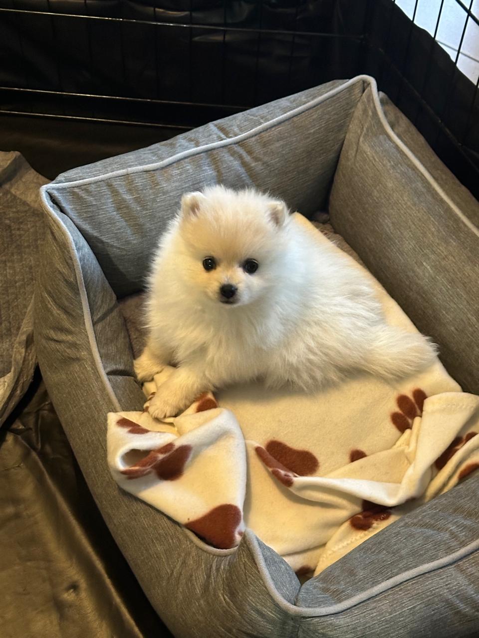 #376 – ALREADY Adopted – Ruby, a 2-Month-Old Female Pomeranian Puppy, Midrand, Gauteng