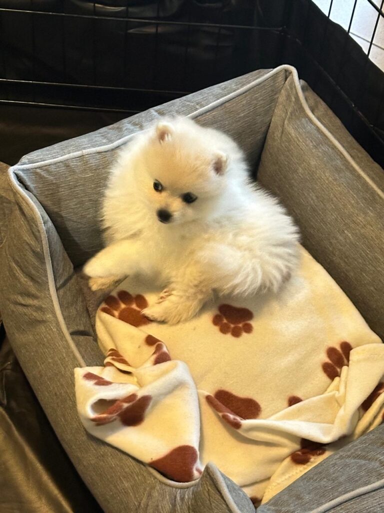 #376 - ALREADY Adopted – Ruby, a 2-Month-Old Female Pomeranian Puppy, Midrand, Gauteng 1 Adopt a Pomeranian puppy in Midrand Gauteng