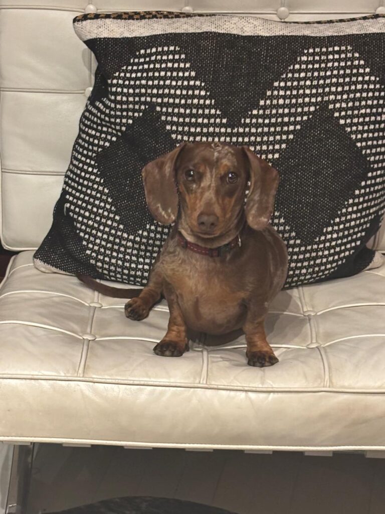 Betty 6-year-old Dachshund for adoption in Johannesburg Gauteng