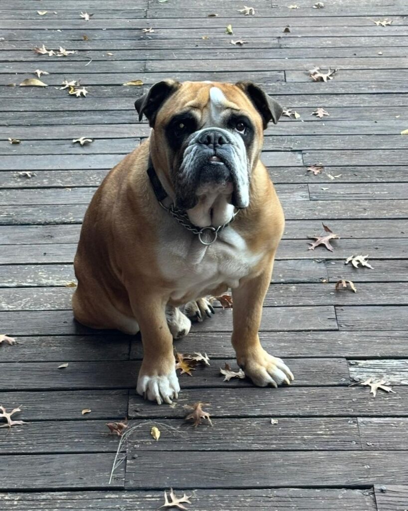 Barney male English Bulldog looking for a loving home in Gauteng