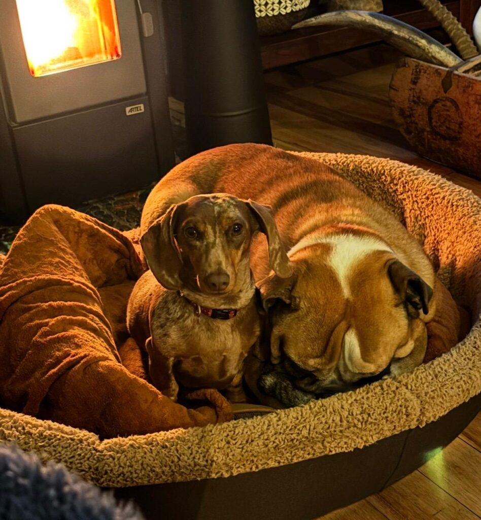 Betty and Barney dogs looking for a loving home in Johannesburg