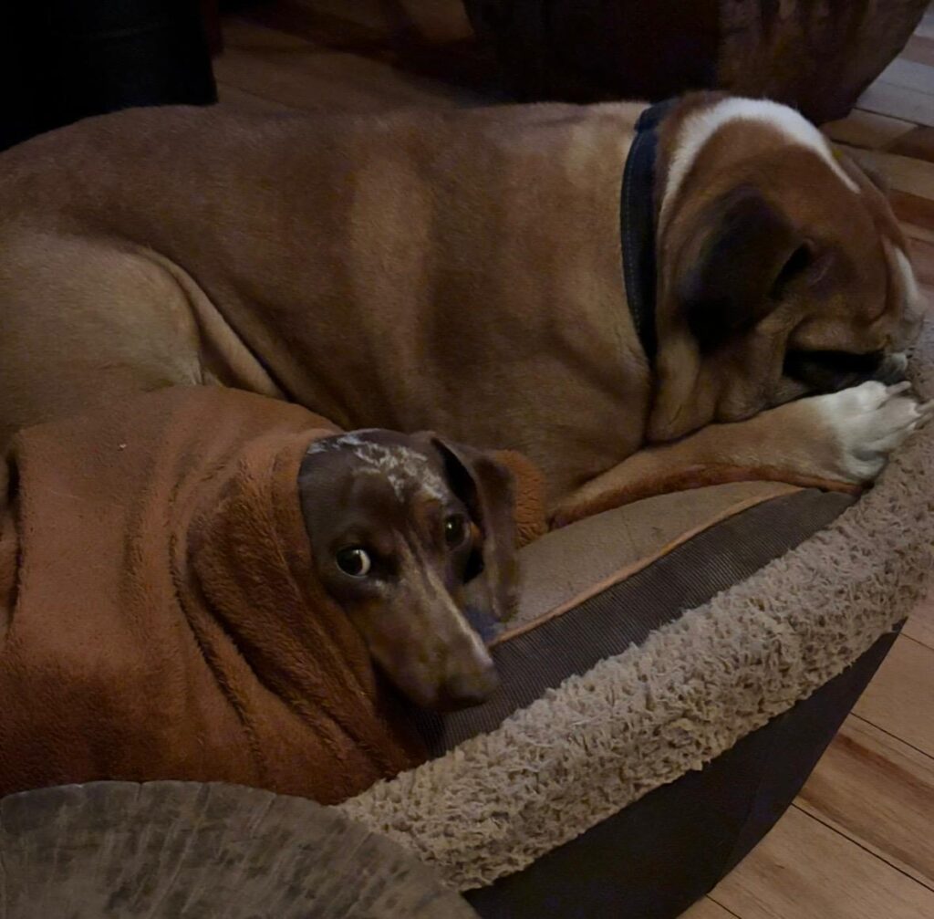 Betty and Barney dogs looking for a loving home in Gauteng