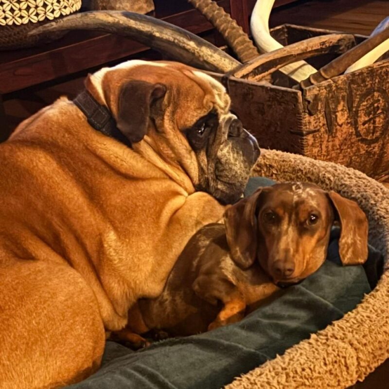 Betty Dachshund and Barney English Bulldog for adoption in Gauteng