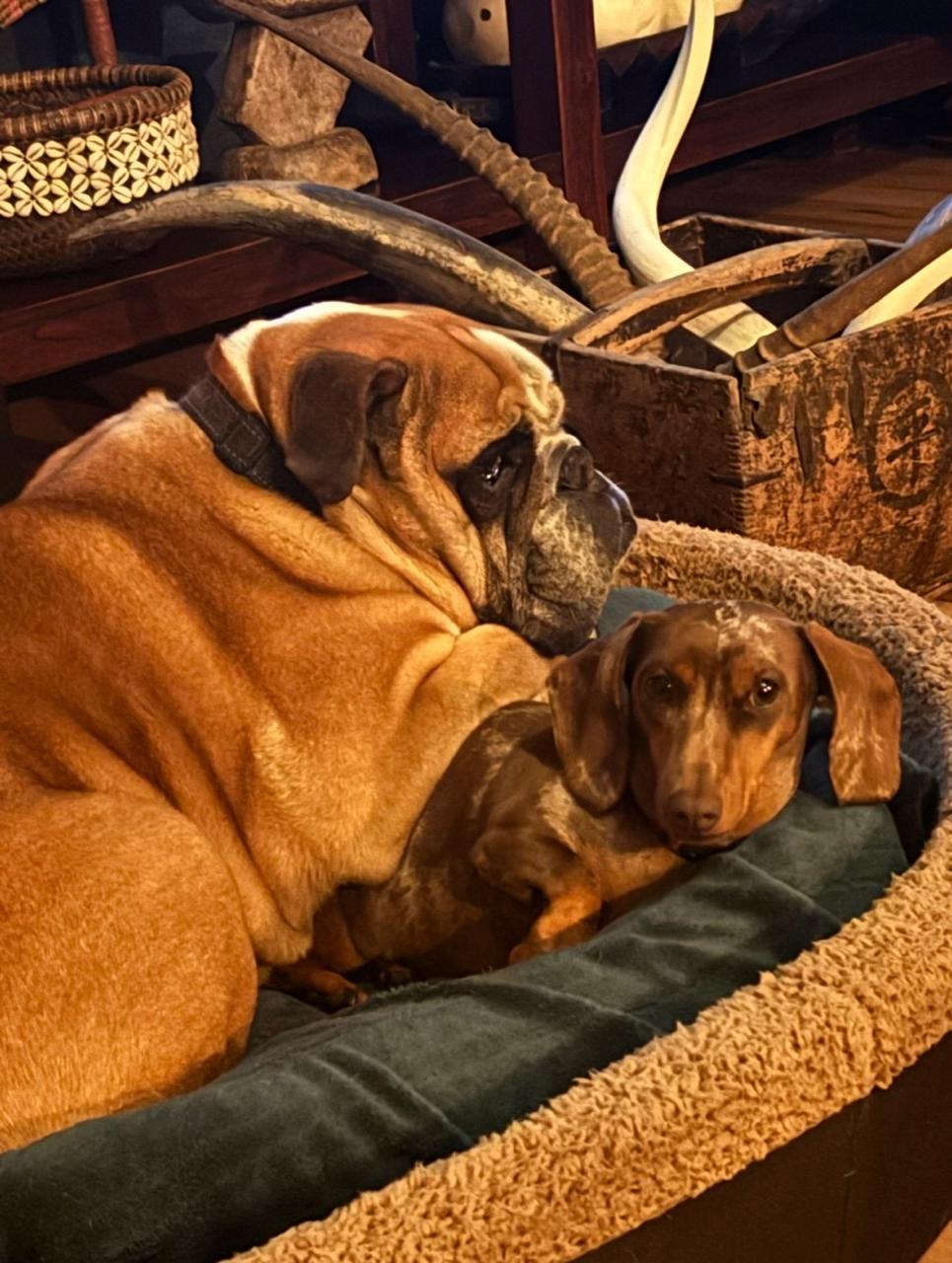 #373 – Adopt Betty & Barney – Dachshund & English Bulldog in Johannesburg, Gauteng 1 #373 – Adopt Betty & Barney – Dachshund & English Bulldog in Johannesburg, Gauteng