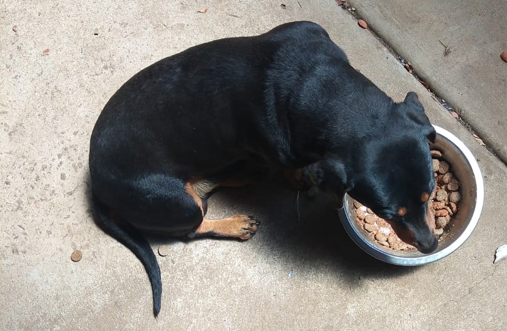 #372 - Adopt - Cokie – 5-Year-Old Dachshund in Centurion, Gauteng 2 Handsome male Dachshund Cokie looking for a loving home in Gauteng