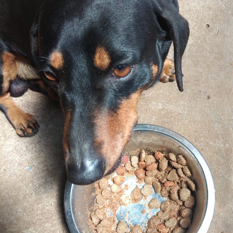 Cokie the Dachshund, a friendly family dog available for adoption in Centurion